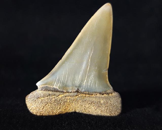 Carcharodon hastalis (AGASSIZ 1838) - Bild © FossNet FossilienStore